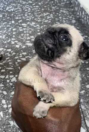 0-1 month Female Mixed Breed Pug