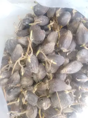 Super Gene Palm Oil Seedlings