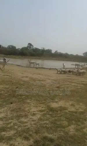 Photo - Farm Land for Sale in Uke