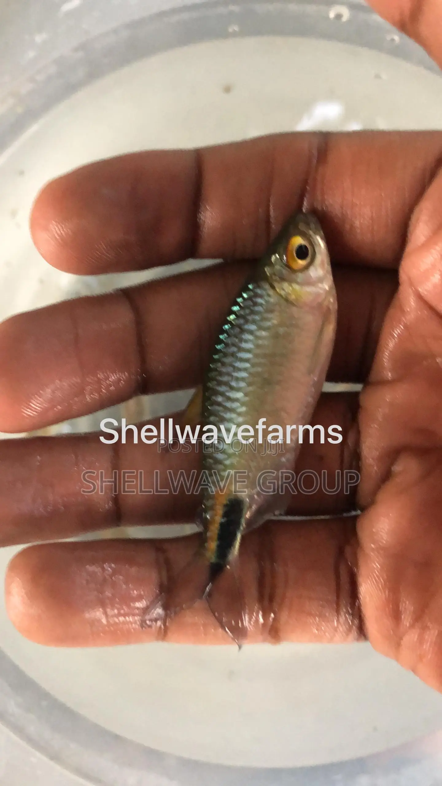 African Tetra