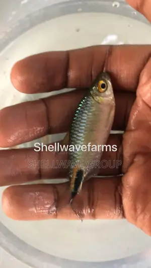 African Tetra