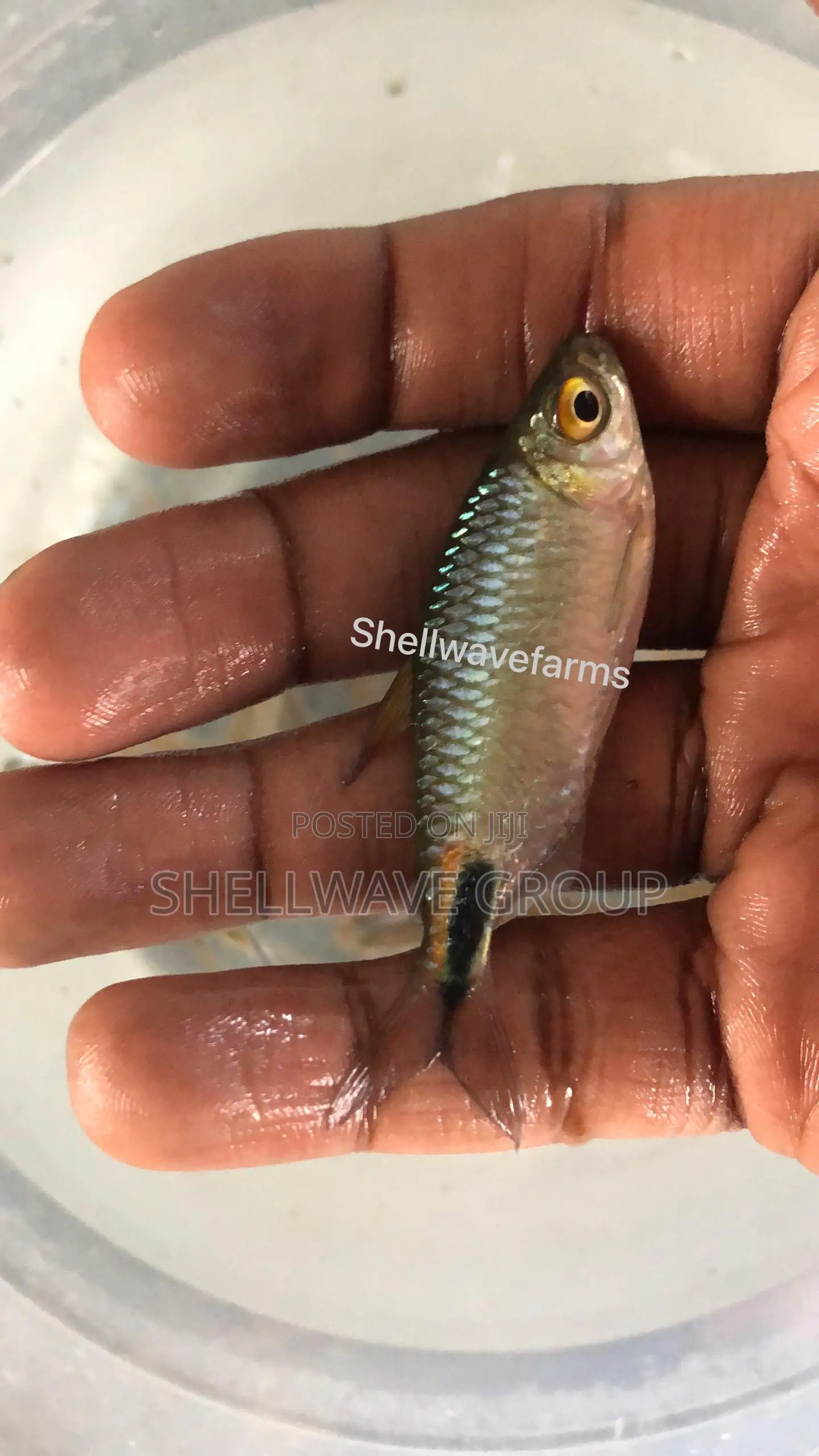 African Tetra
