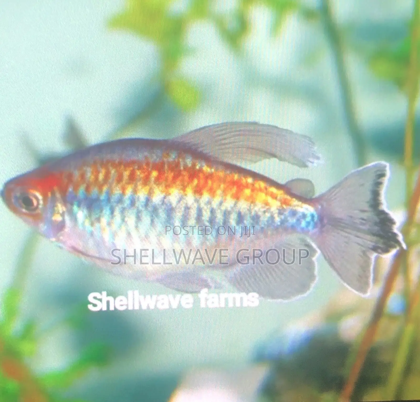 African Tetra