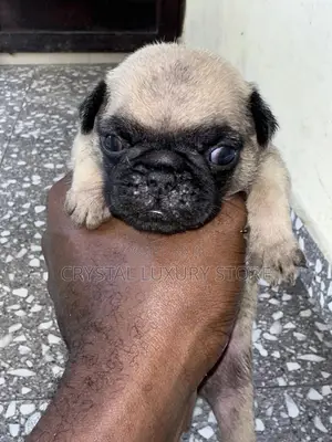 0-1 month Male Purebred Pug