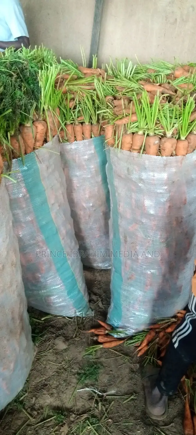 Fresh Carrot