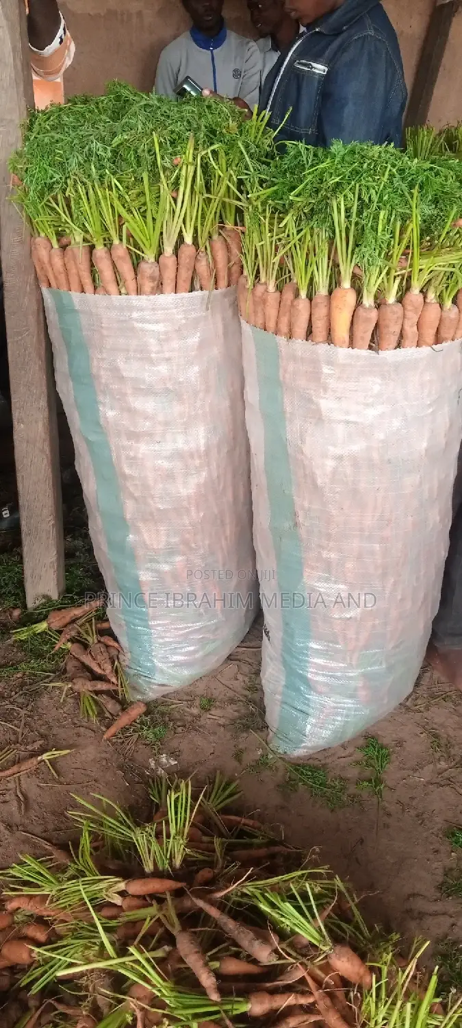 Fresh Carrot