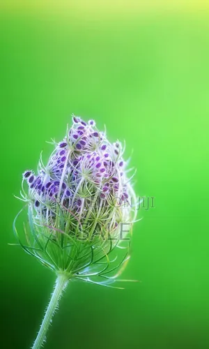 Curiculum Vetia Creation