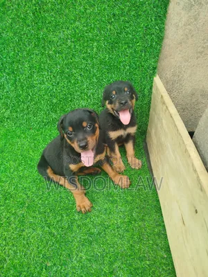 1-3 months Male Purebred Rottweiler