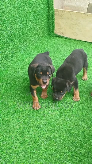 1-3 months Female Purebred Rottweiler