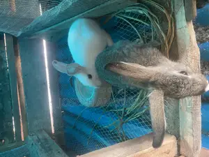 Rabbits for Sell