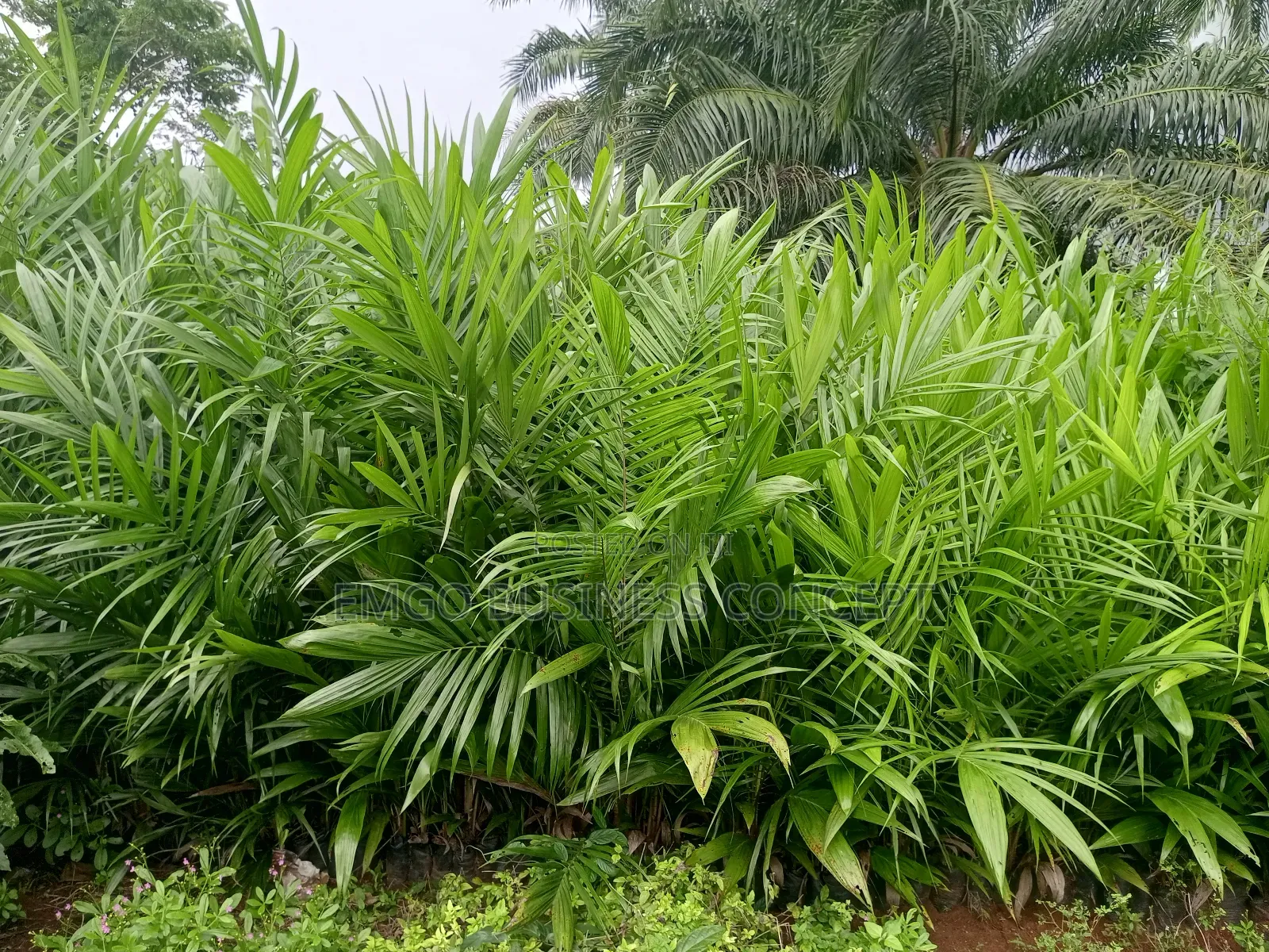 Palm Seedlings Matured