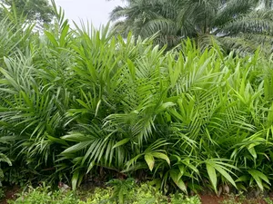 Palm Seedlings Matured
