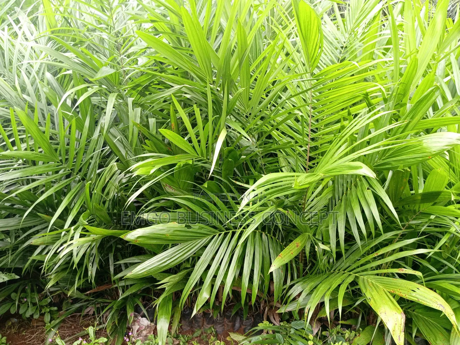 Palm Seedlings Matured