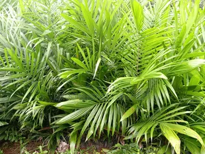 Palm Seedlings Matured
