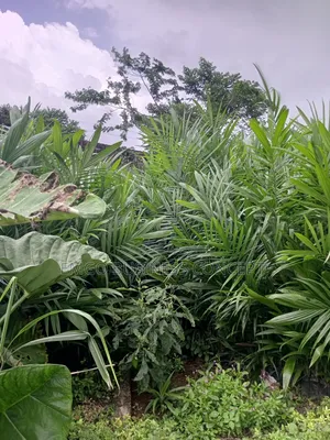 Matured Tenera Palm Seedlings
