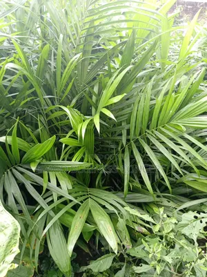 Matured Hybrid Tenera Palm Seedlings