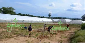 Greenhouse