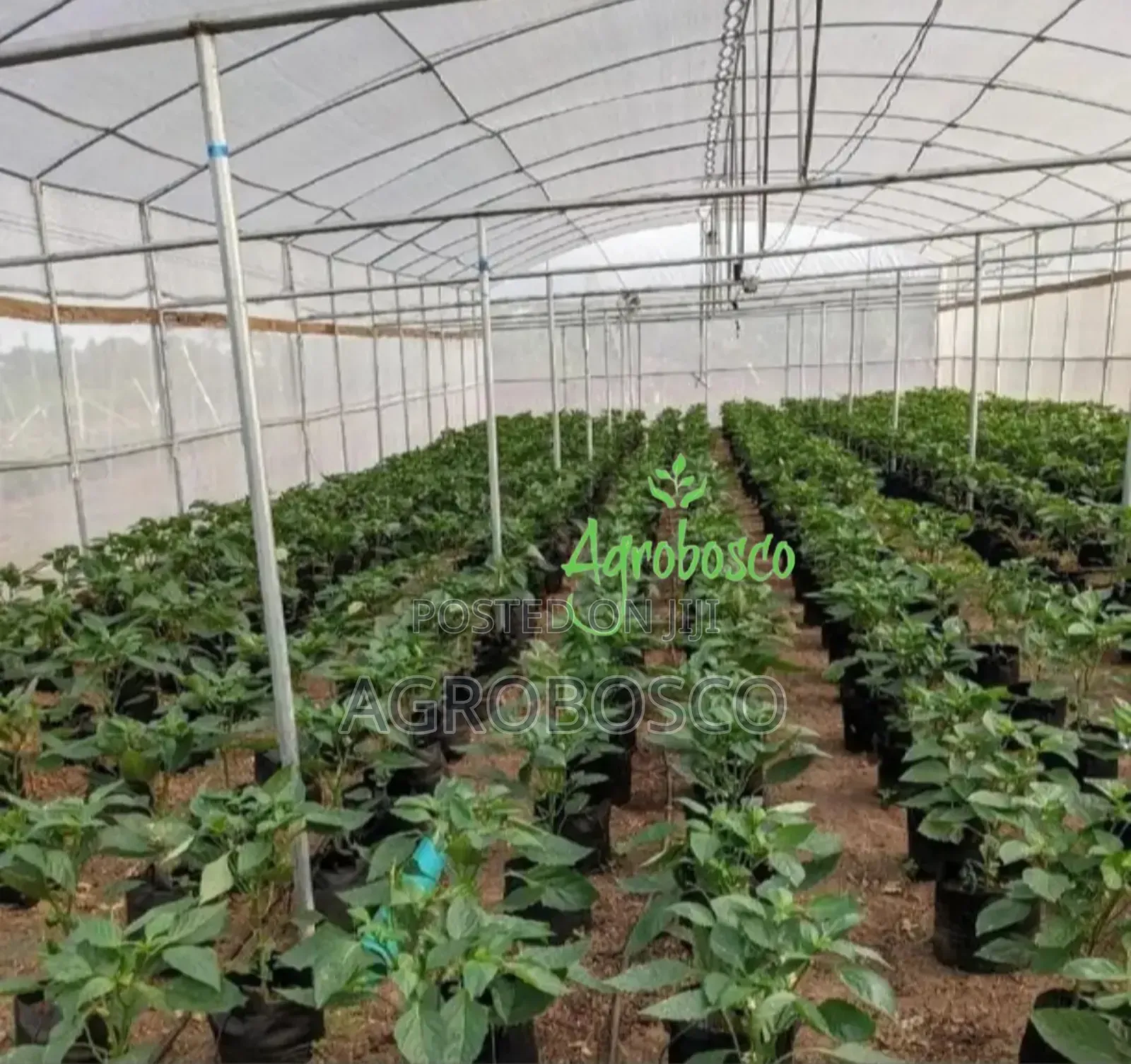 Greenhouse