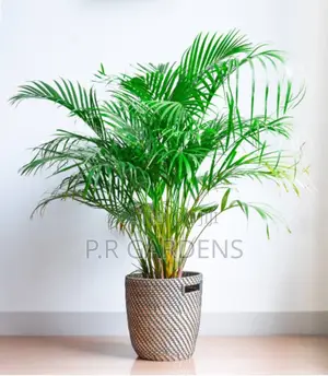 Golden Palm