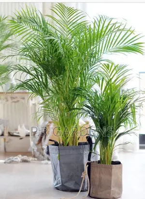 Golden Palm