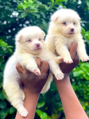 1-3 months Female Purebred American Eskimo