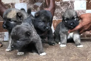 1-3 months Male Purebred Caucasian Shepherd