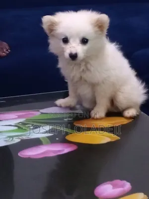 1-3 months Female Purebred American Eskimo