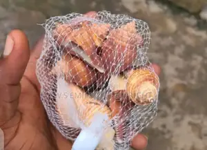 White And Brown Sea Shell