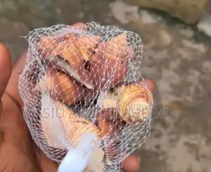 White And Brown Sea Shell