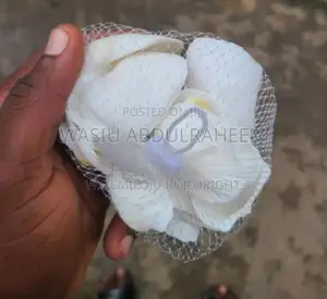 White And Brown Sea Shell