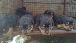 1-3 months Female Purebred Rottweiler