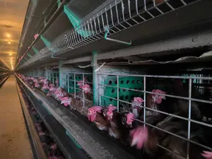 30,000 Birds Farm Imported Layer Farming Equipment Poultry Cage