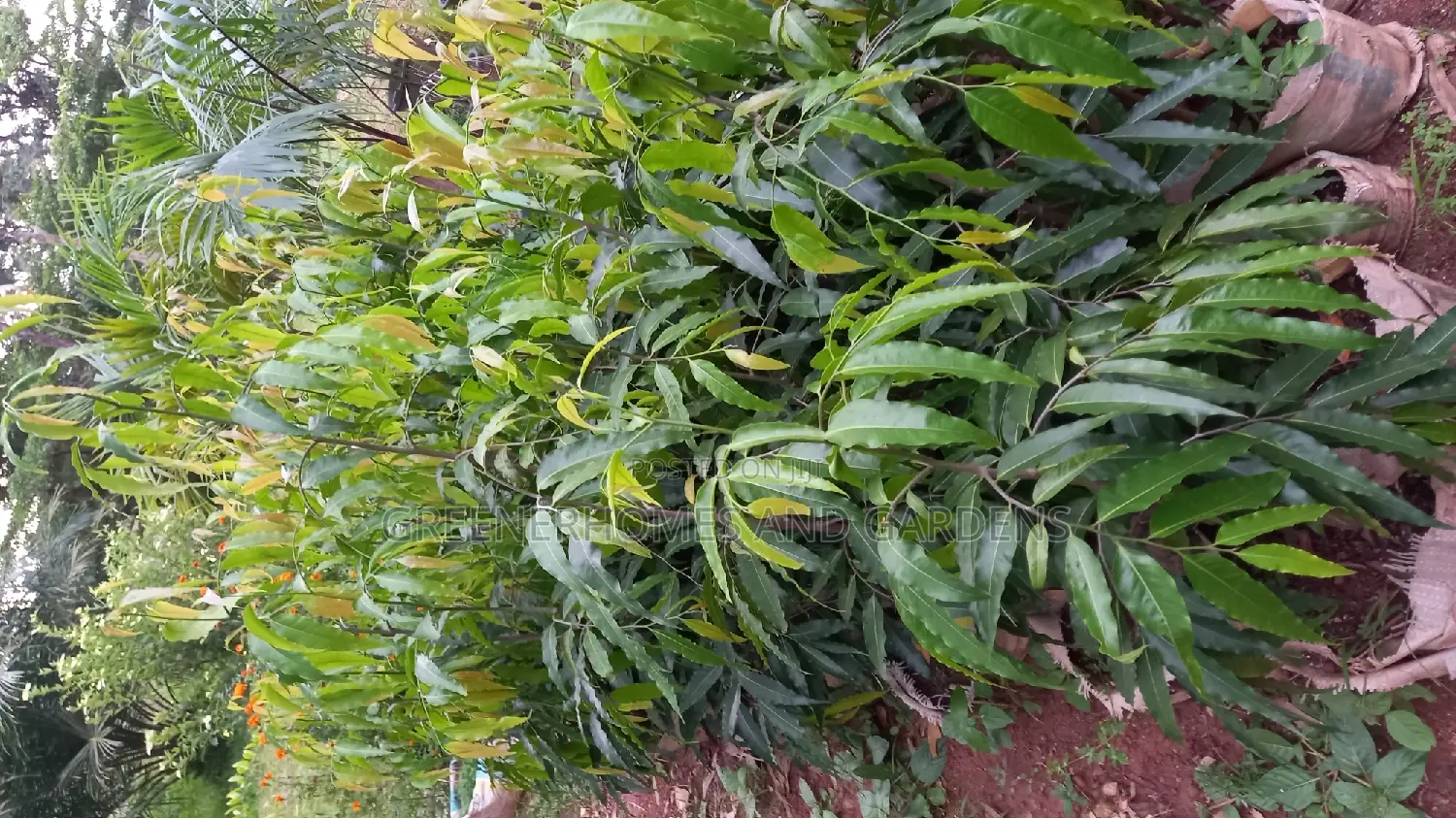 Masquerade Trees