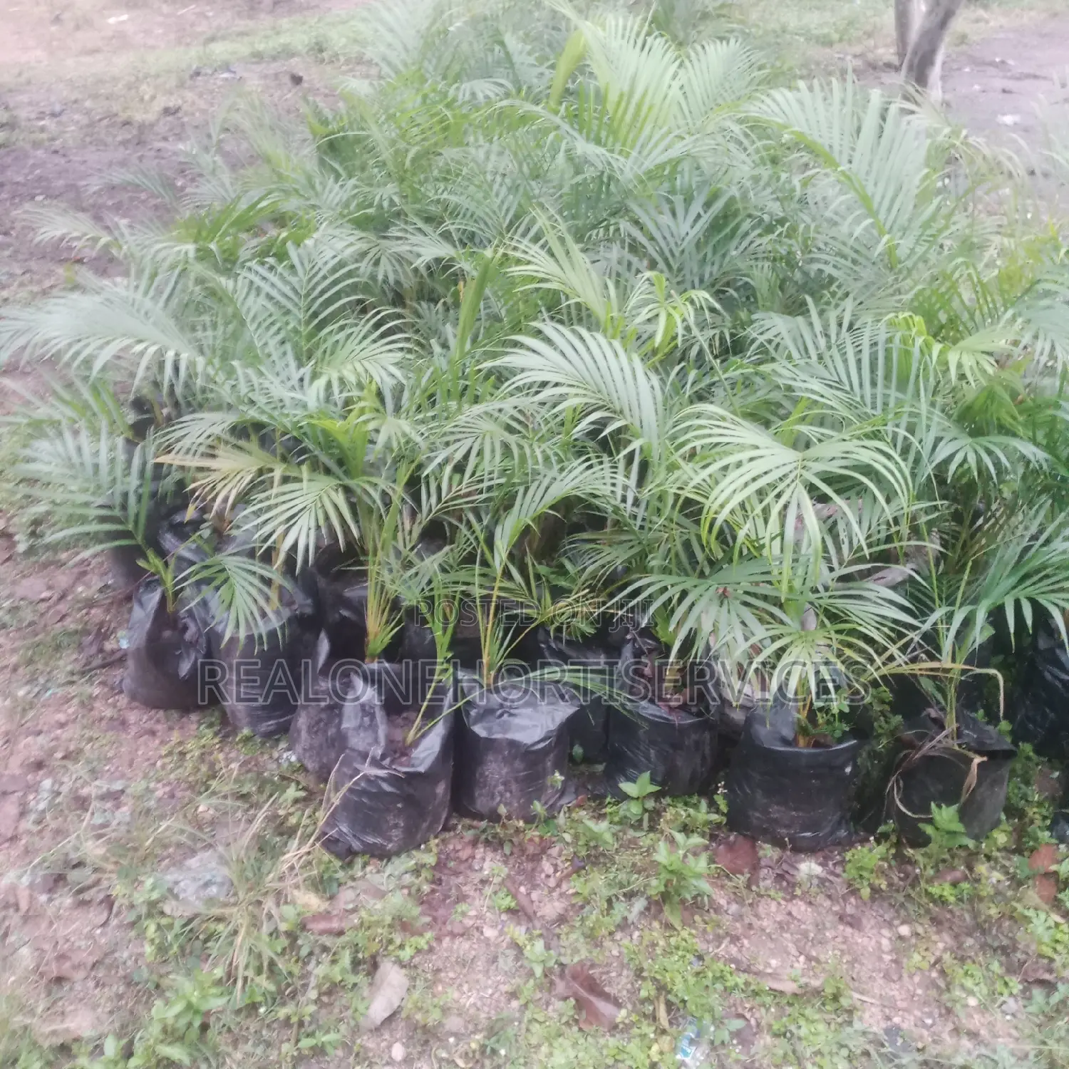 Golden Palm
