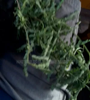 Stone Breaker Also Known as Eyin Olobe Phyllanthus Niruri