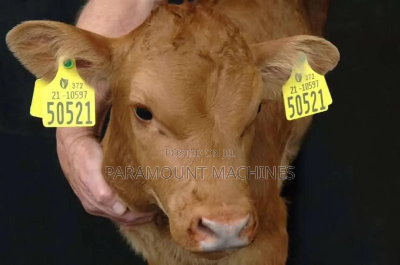 Cow Ear Tag