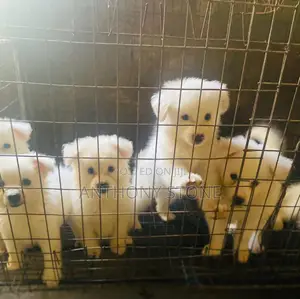 1-3 months Female Purebred American Eskimo