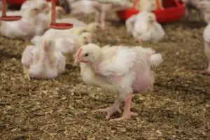 2-3 Weeks Broiler Chicken