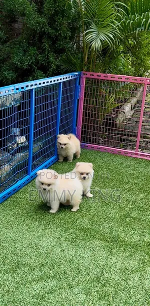 Photo - 1-3 months Female Purebred Pomeranian