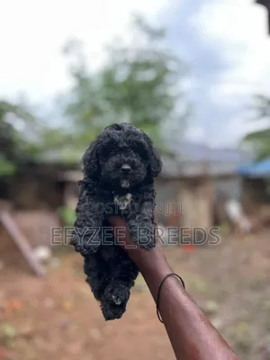 1-3 months Male Purebred Poodle