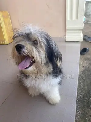 1+ year Male Purebred Lhasa Apso