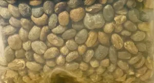 Miracle Seed/ Ghana Seed