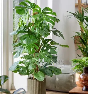 Monstera Plant