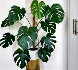 Monstera Plant