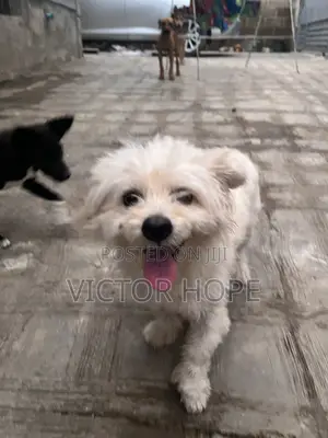 1+ year Male Purebred Lhasa Apso