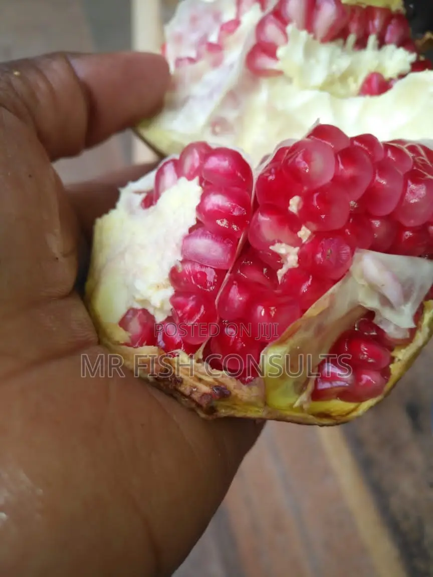 Pomegranate Fruit Seedlings.