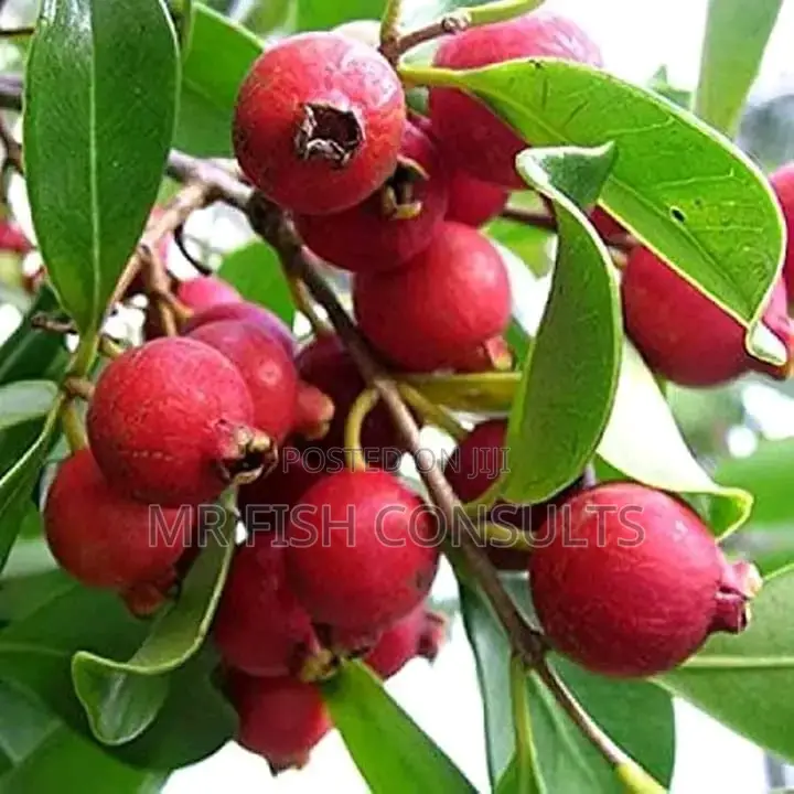 Pomegranate Fruit Seedlings.
