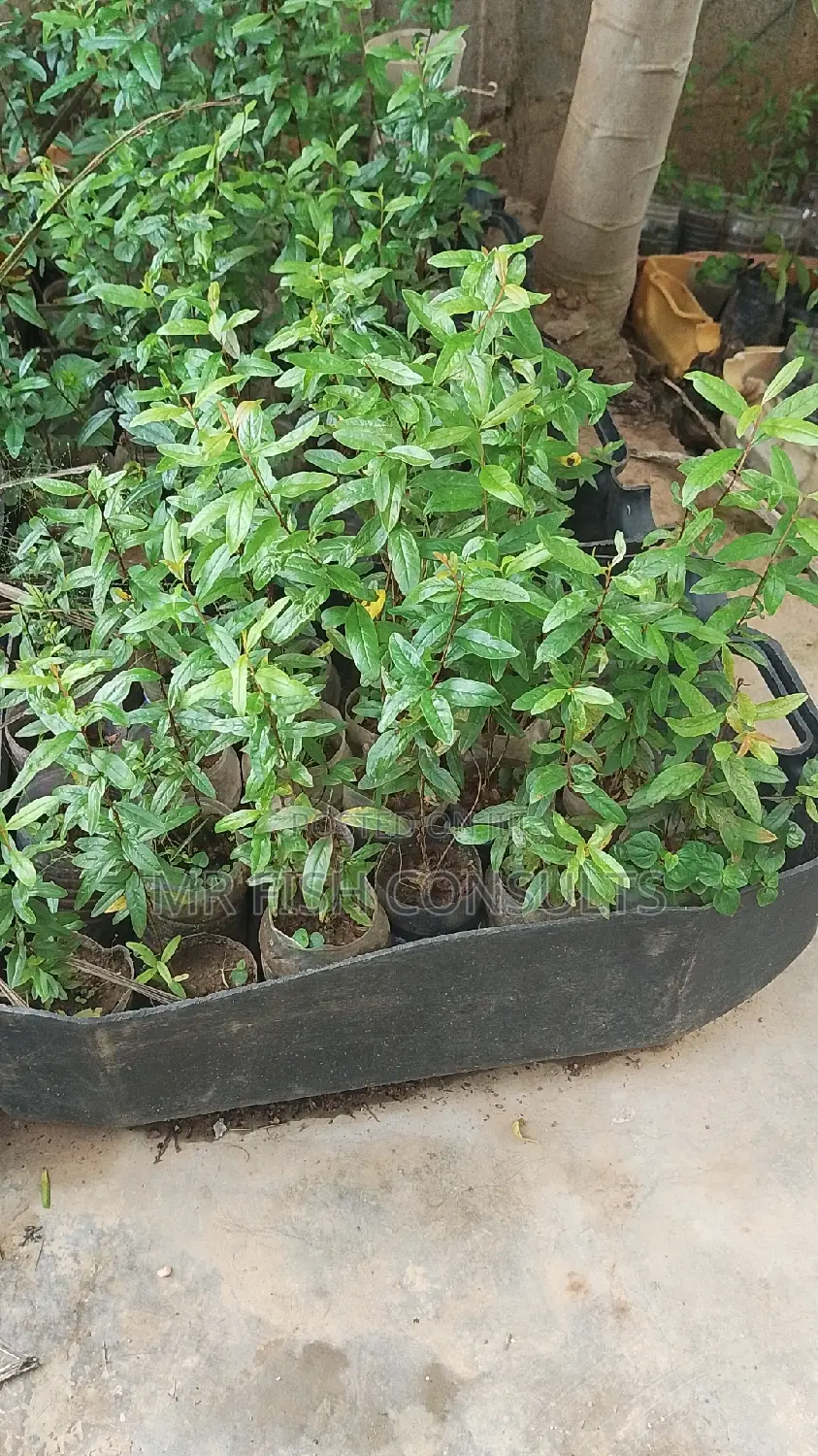 Pomegranate Fruit Seedlings.