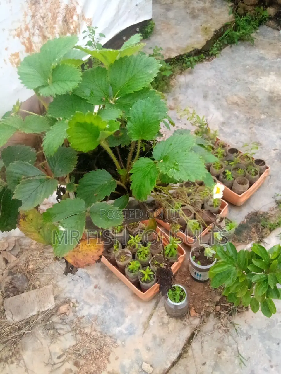 Walnuts Seedlings