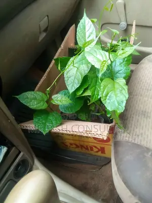Walnuts Seedlings